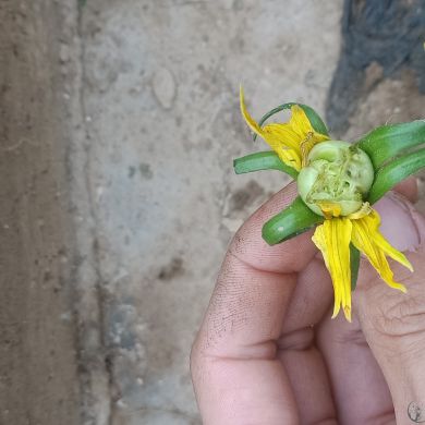 ���t�������^��������ָ��